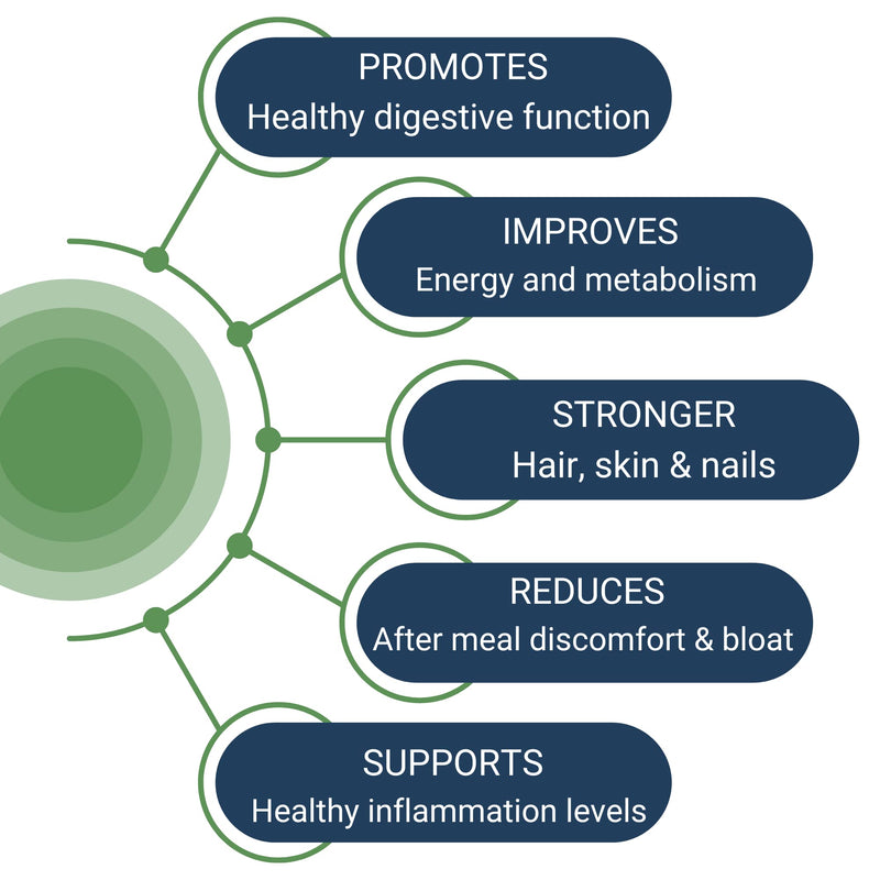 Healthy Gut HCL Guard+ | Supports Digestive Function with Betaine HCl, Ginger, DGL, Pepsin | 60 Servings