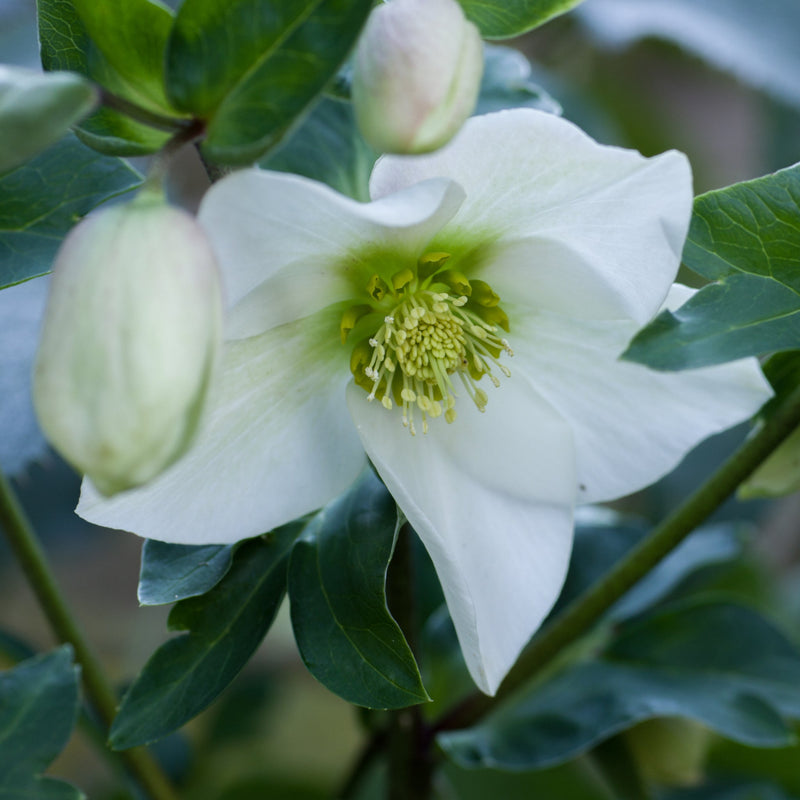 hellebore.jpg