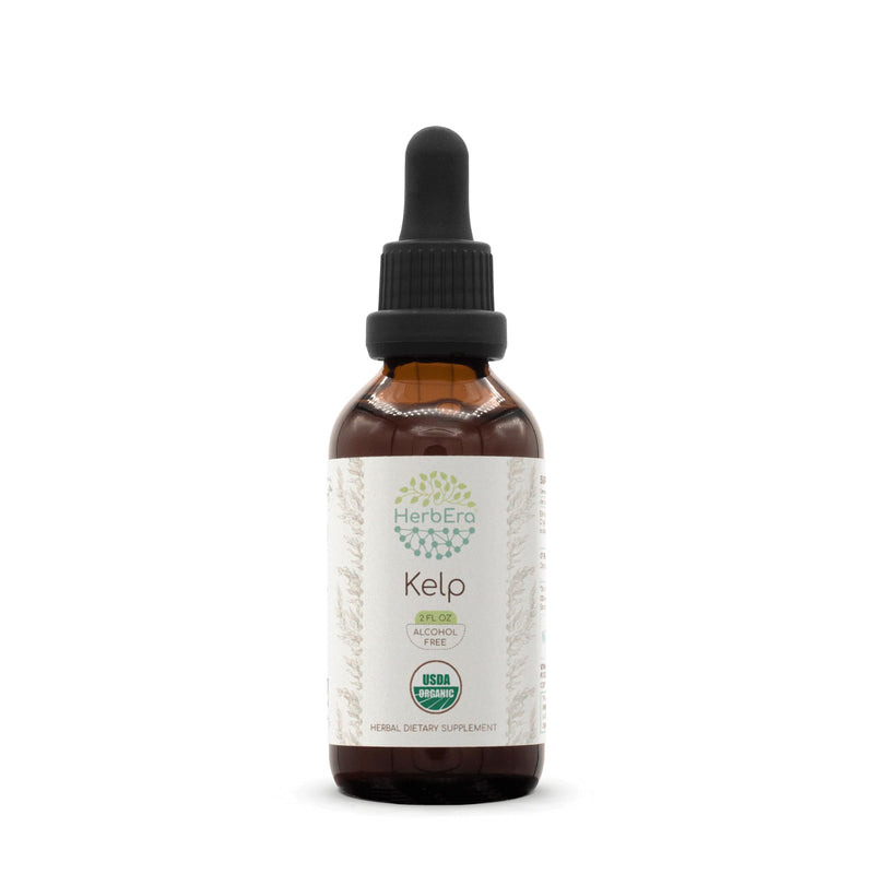 HerbEra Kelp B60 USDA Organic Tincture - Alcohol-Free Extract, High-Potency Drops (2 oz) | Certified Organic Kelp (Ascophyllum nodosum) Dried Plant