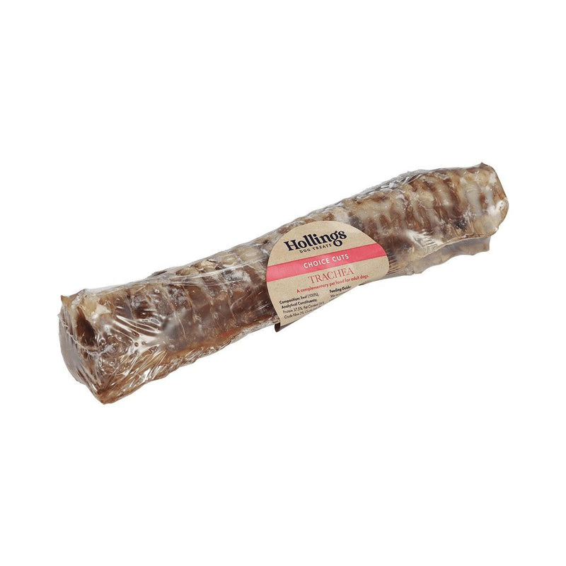 Hollings Trachea Large Display Box