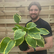 Hosta 'Aureomarginata' 1.5L - InStock