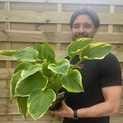 Hosta 'Aureomarginata' 1.5L - InStock