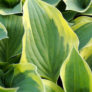 Hosta 'Aureomarginata' 1.5L - InStock