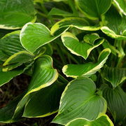 Hosta 'Aureomarginata' 1.5L - InStock