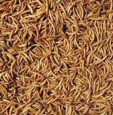 Hutton Mill Mealworms