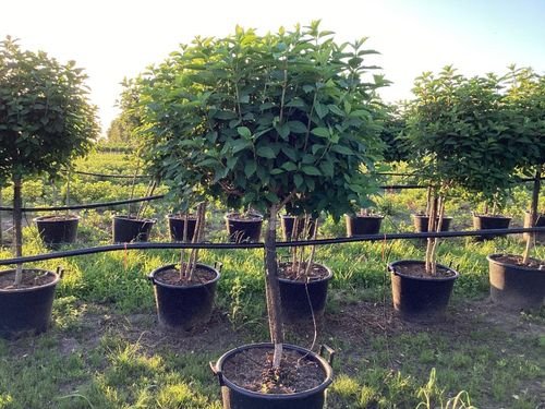 Hydrangea paniculata 'LimeLight’ Tree 65L 190cm - InStock