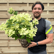 Hydrangea paniculata Switch 'Ophelia' 3L - InStock