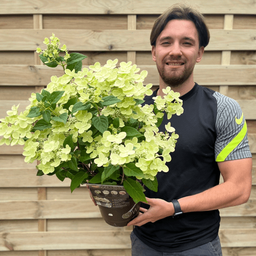 Hydrangea paniculata Switch 'Ophelia' 3L - InStock