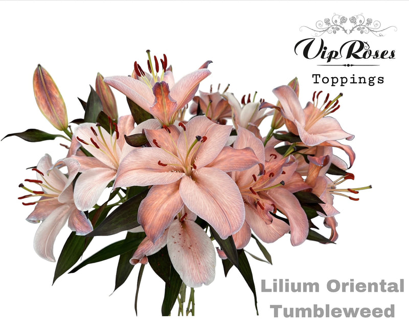 Lily Or Tumbleweed Dyed