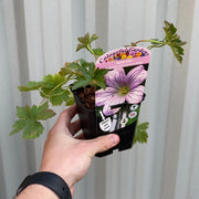 image_4ac2a890-1d6f-4a58-bcc1-e093352c1ed4.jpg