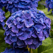 image_29b8a198-ad99-449d-99d4-9974580f09bb.jpg