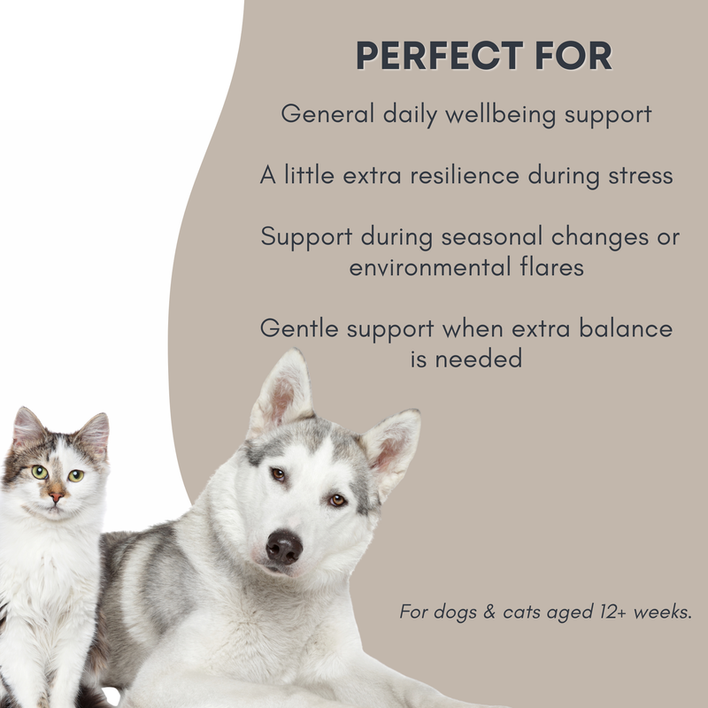 Immune Blend