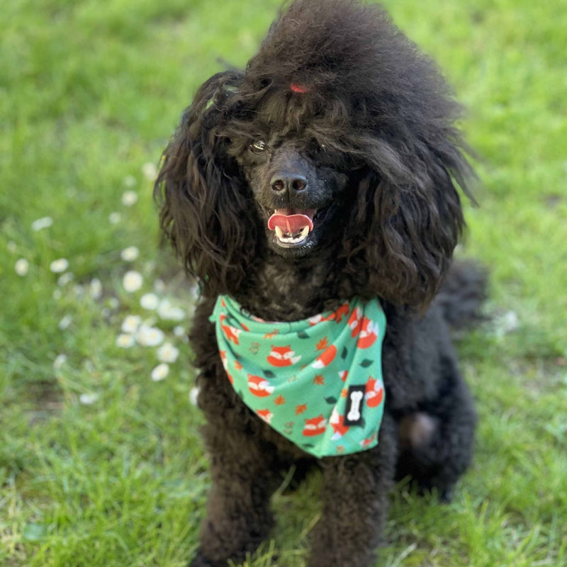 Inquisitive Fox Cooling Bandana
