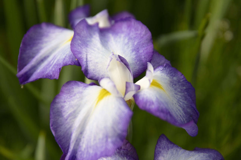 Iris ensata 'Gracieuse'
