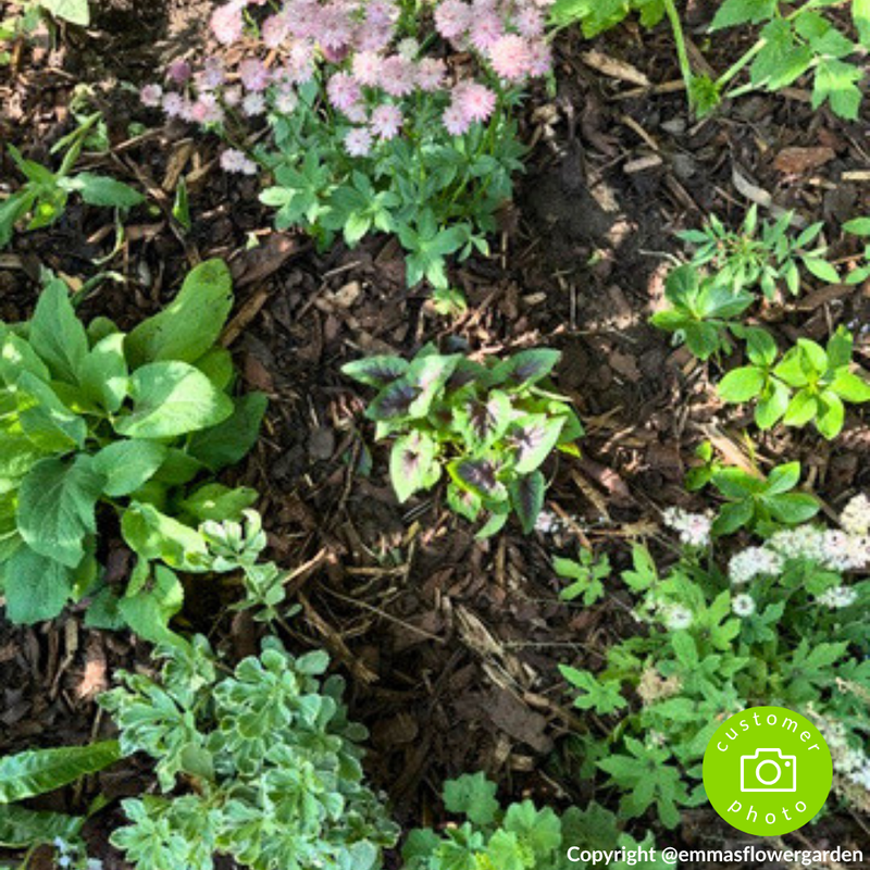 Landscaping Garden Bark Mulch