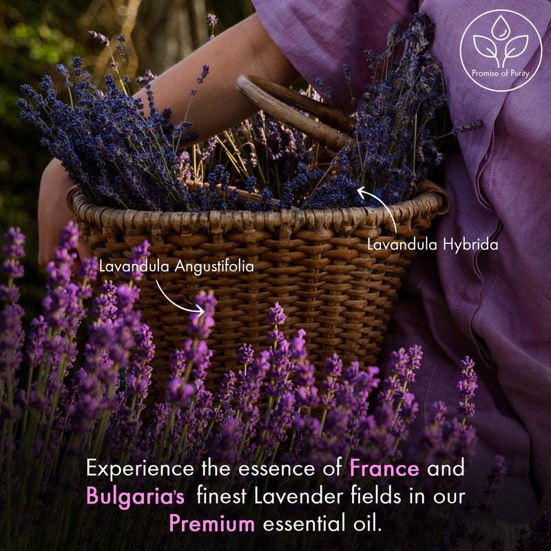 Majestic Pure Lavender Essential Oil 2 oz – 100% Pure & Natural, Glass Dropper