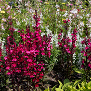 lobeliarose.jpg