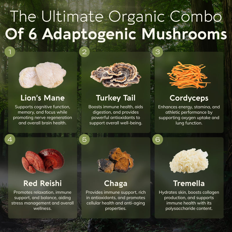 Longevity Botanicals Super Six Organic Mushroom Blend 100g | Reishi, Lion’s Mane, Chaga, Cordyceps, Tremella & Turkey Tail | Extract Powder Mix | 10:1 Ratio | 100% Fruiting Bodies | Mushroom Complex
