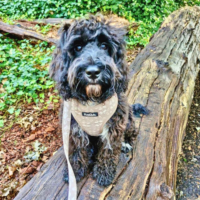 PupClub Dog Luxe Adjustable Harness - Toffee Latte Petals
