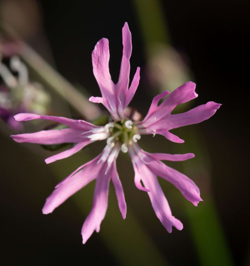 Lychnis flos-cuculi