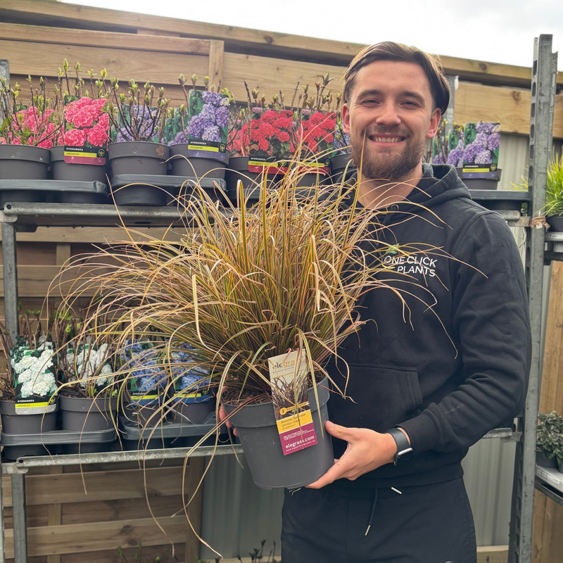 Uncinia Rubra 'Everflame' Ornamental Grass 3L