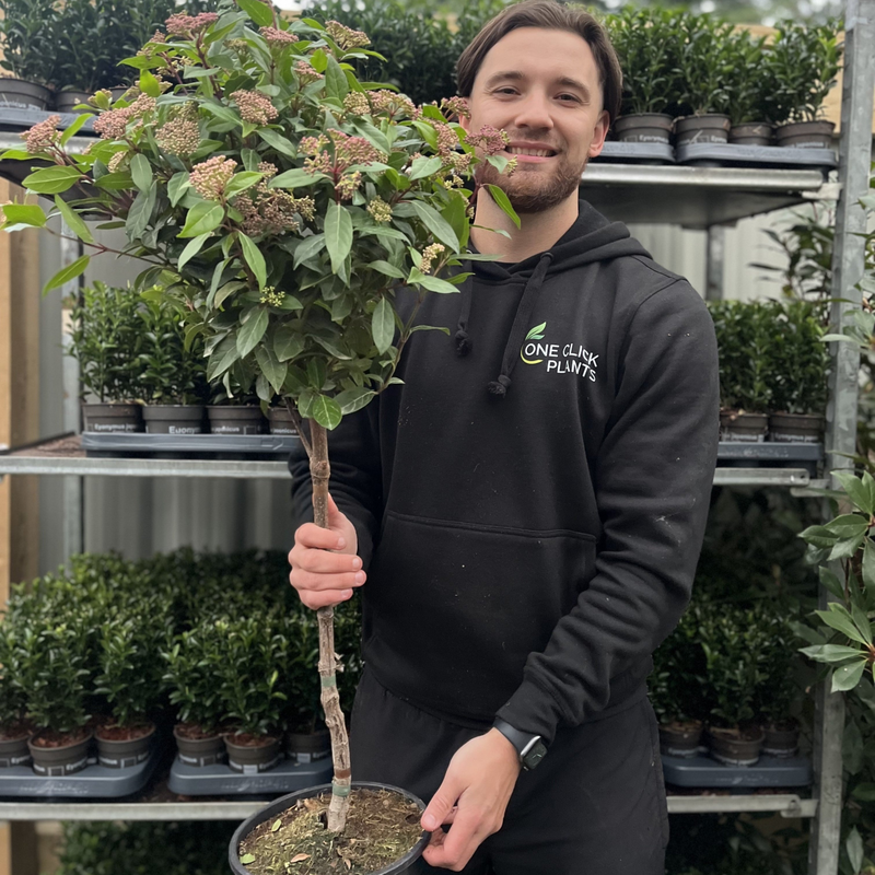 Viburnum tinus Patio Tree 100cm