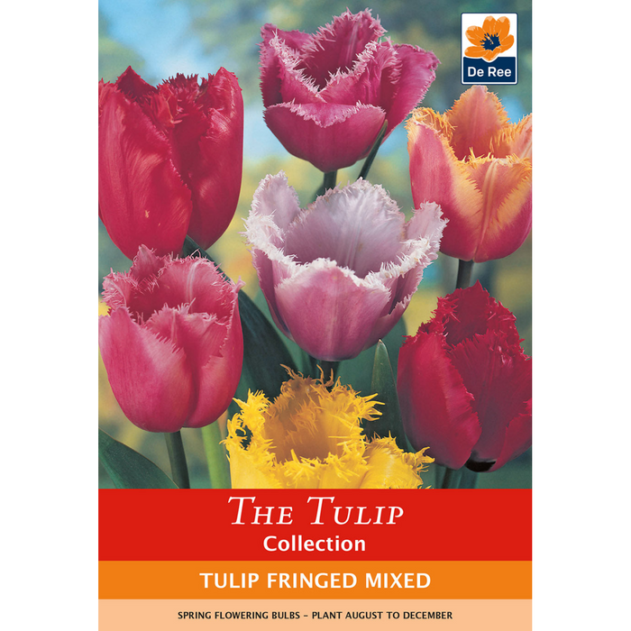 Tulip Fringed Mixture (6 Bulbs)