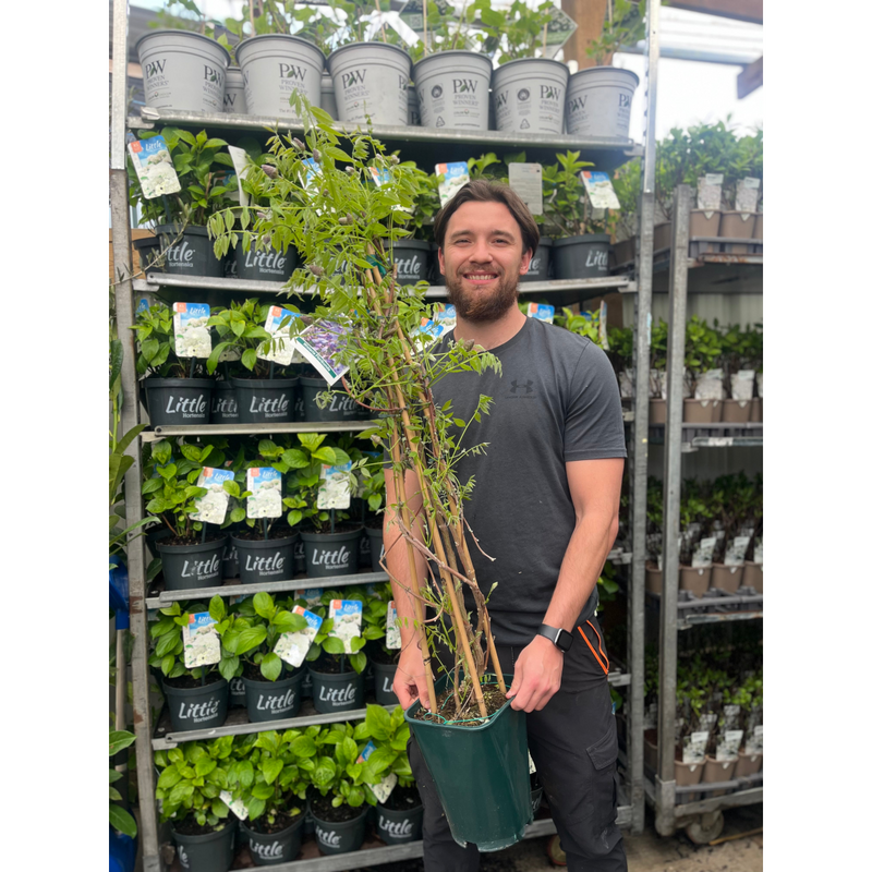 Wisteria sinensis 'Amethyst Falls' Pyramid 110cm 5L