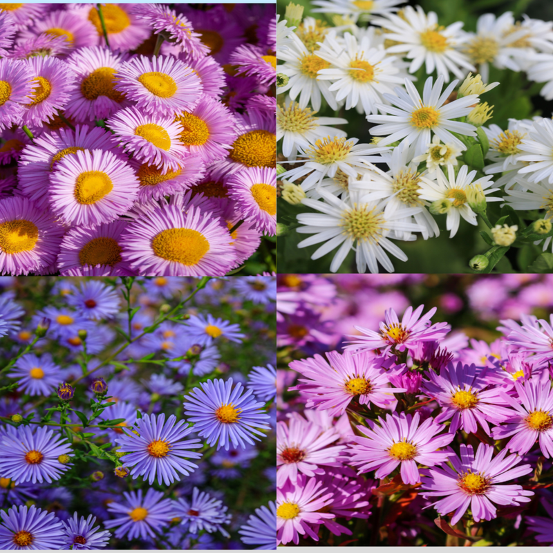 Mix of 3 Asters (3 x 9cm Pots)