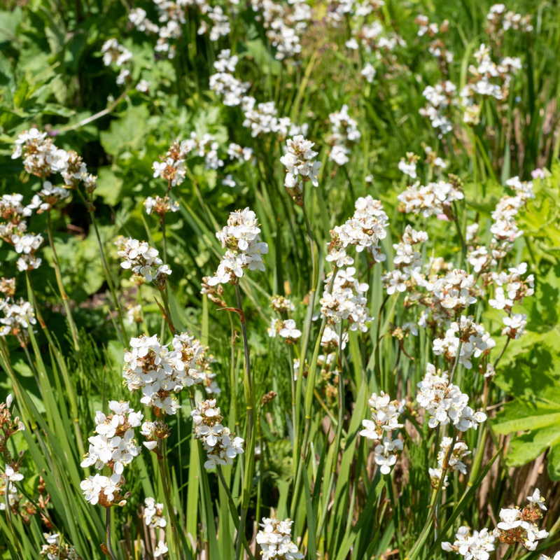 Libertia grandiflora 2L
