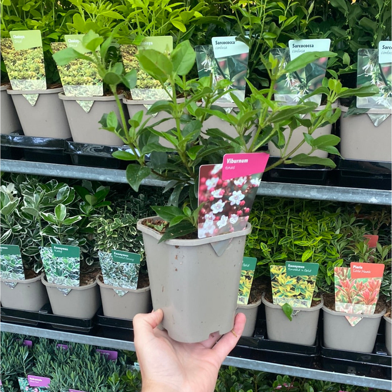 Viburnum tinus 1L