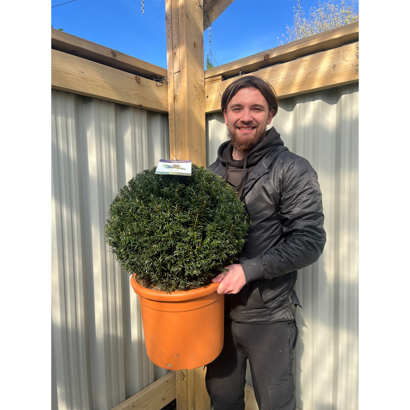 Yew Ball - Taxus Baccata Ball 6L / 7L / 10L / 22L
