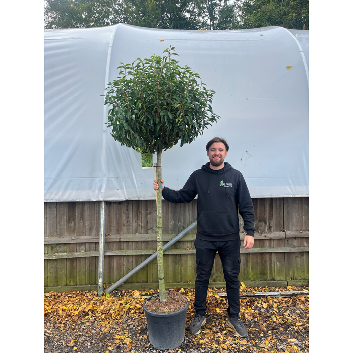 1/2 Standard Portuguese Laurel Tree 2m (stem 1.3m + head)