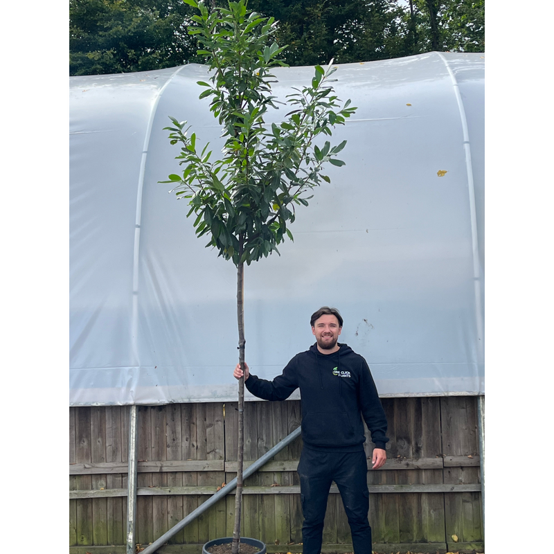 Standard Cherry Laurel Tree 3m (stem 1.8m + head)