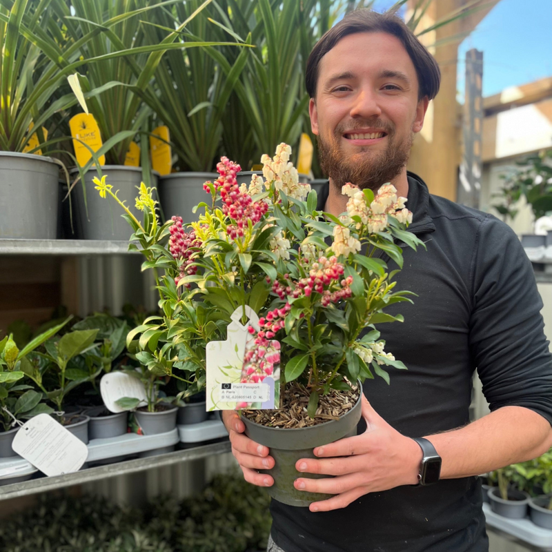 Pieris japonica 'Twins’ 2L (50-60cm)