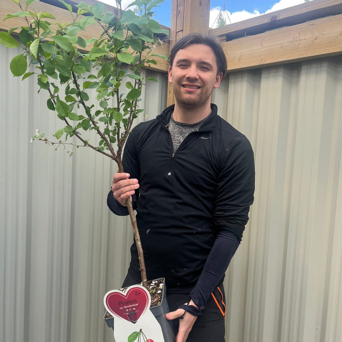 Dwarf Patio Cherry Tree 'Morellenfeuer'