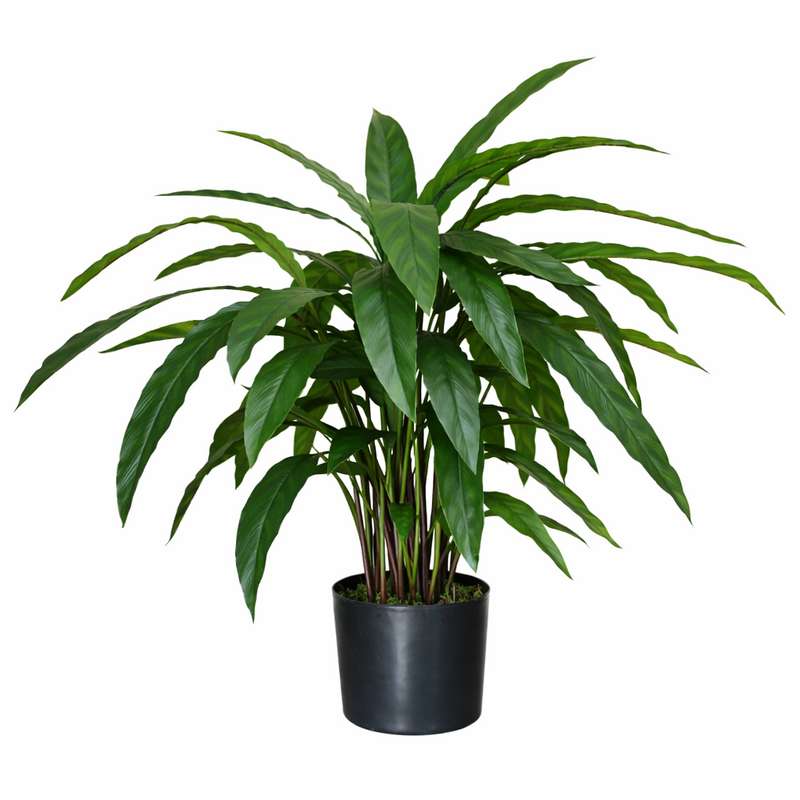 60cm Artificial Calathea Evergreen Plant