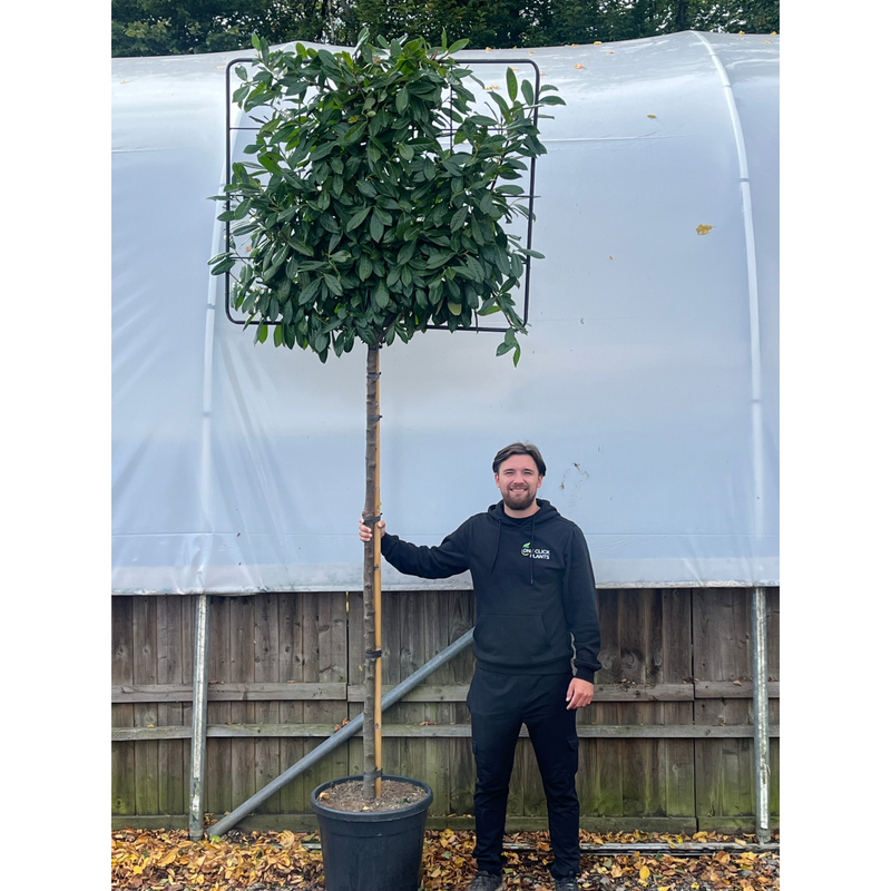 Cherry Laurel 'Novita' Pleached Tree - 1.8m Stem, 1.2m x 1m (Metal Frame)