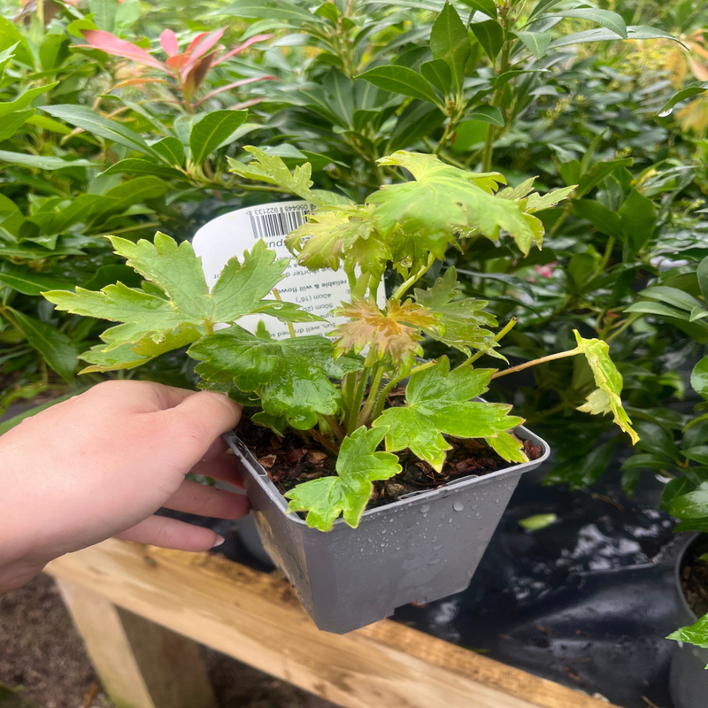 Delphinium 'Magic Fountain White' 9cm Pot