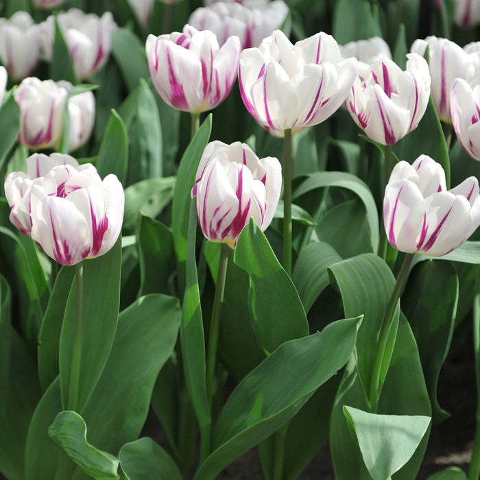 Tulip 'Flaming Flag' (6 Bulbs)
