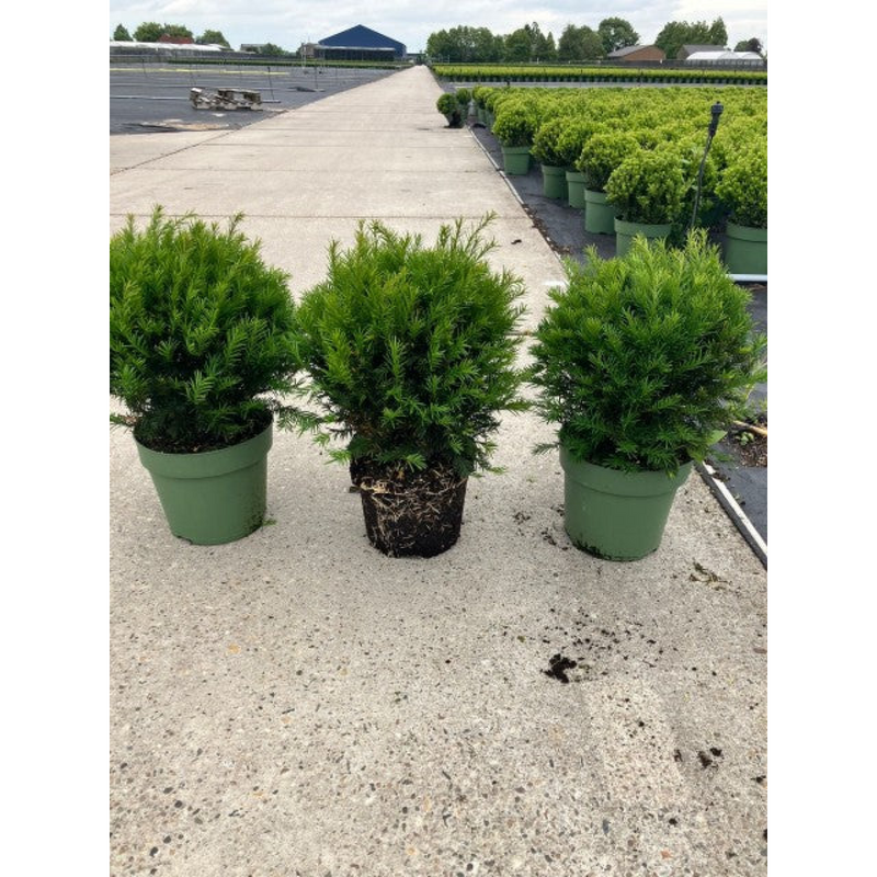 Yew Ball - Taxus Baccata Ball 6L / 7L / 10L / 22L