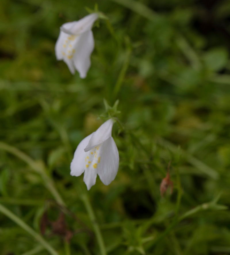 Mazus reptans 'Albus'