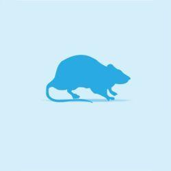 Monkfield Rat - Weaner 26g - 50g