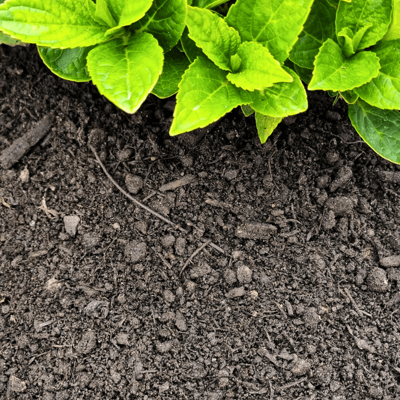 Multi Purpose Welsh Compost