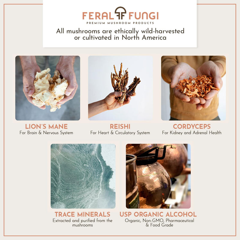 Feral Fungi Myco-Clarity Tincture - 100% Pure Mushroom Extract | USA-Grown 1 oz