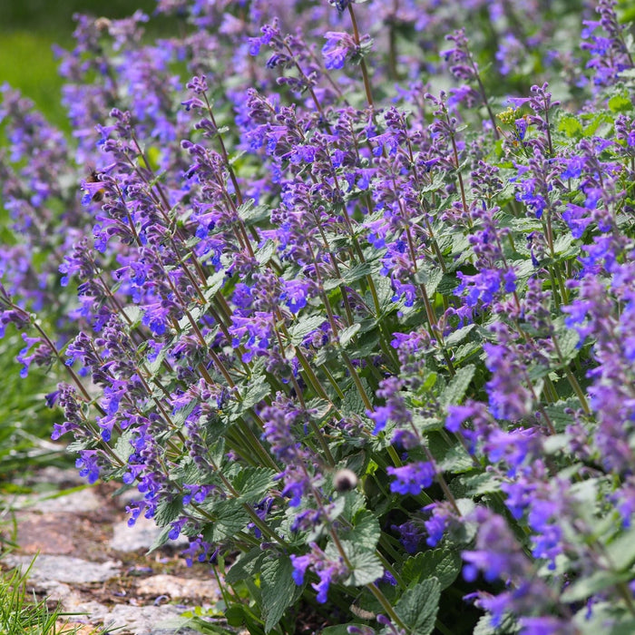 nepeta_c7f5bc54-50c8-4255-8717-58f711920610.jpg