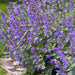 nepeta_c7f5bc54-50c8-4255-8717-58f711920610.jpg