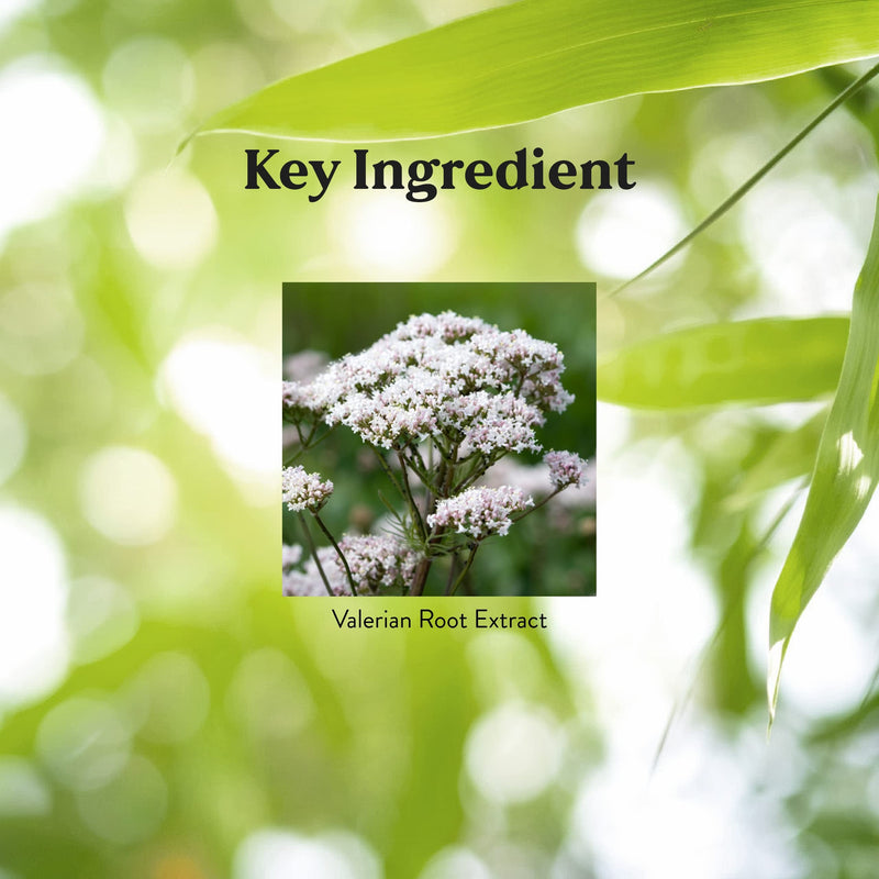 Nature's Sunshine Valerian Root 100 Capsules | Relaxation & Sleep Support