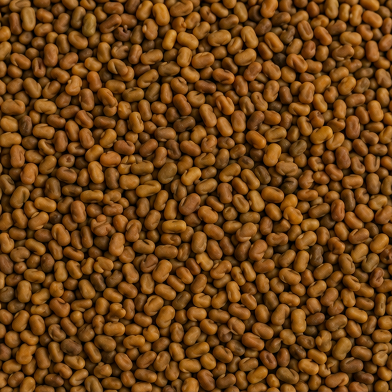 Organic Alfalfa Seeds