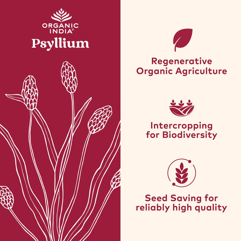 Organic India Psyllium Herbal Powder – Whole Husk Fiber, 12 oz Canister, 3 Pack | Keto, Vegan, Gluten-Free, USDA Organic
